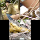 A Japanese video featuring several women secretly observed & followed while they poop in some outdoor location. The women run away when they see the cameraman, and then he examines their abandoned messes. 167MB, MP4 file requires high-speed Internet.